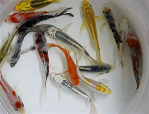 butterfly koi fish|Butterfly Koi: Origins, Care, size, types, & ! .